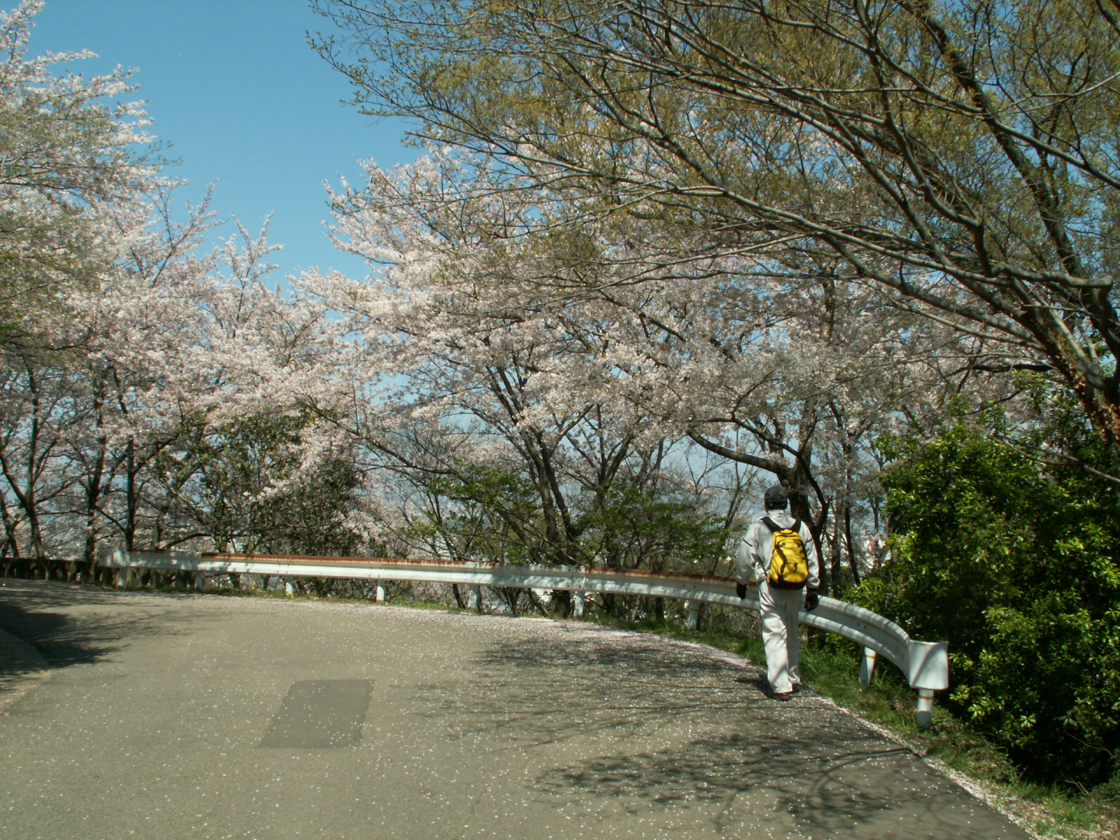 眉山の桜