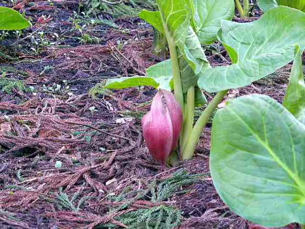 右クリック「前に戻る」で「花の写真へ」