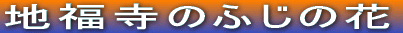 n̂ӂ̉