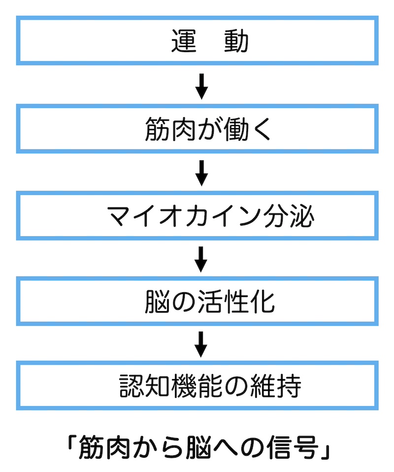 筋肉から脳への信号の図