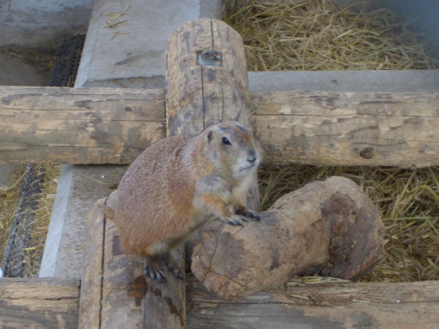 �v���[���[�h�b�O