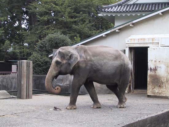 ���c����̃]�E