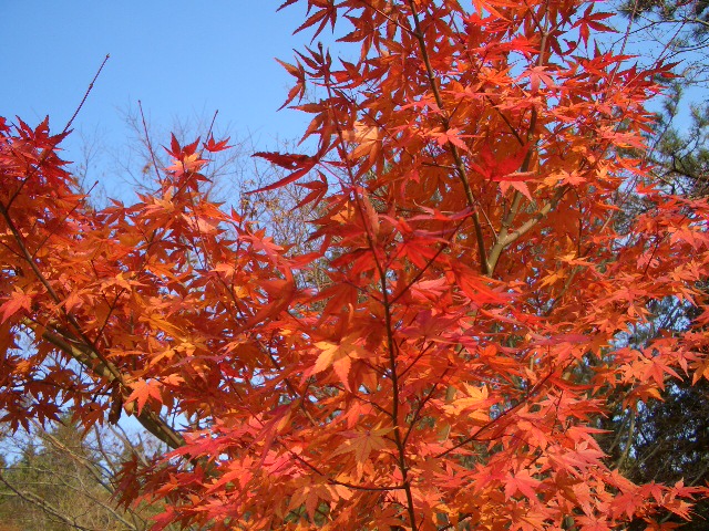 �������̍g�t