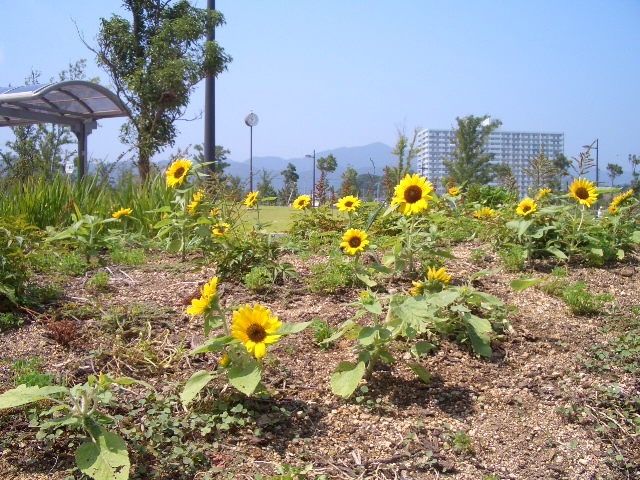 �����̂Ђ܂��